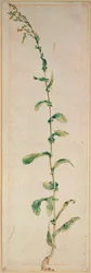 A Tobacco Plant